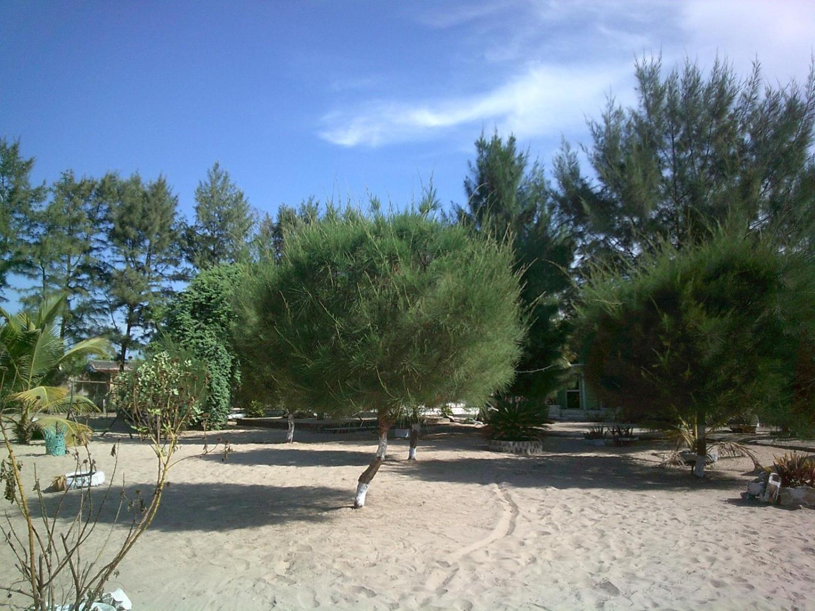 Mangrove Beach Sanyang Exterior foto